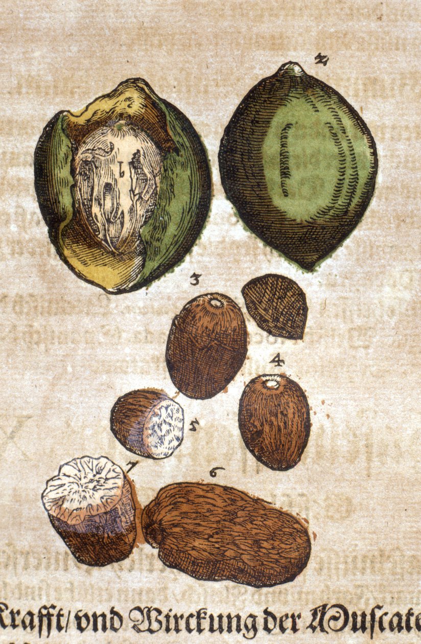 Noix de muscade. Mélynyomat - in "" Kreutterbuch Dess magasan tanult és jól ismert Mr. D. Petri Andreae Matthioli"" par Pietro Andrea Mattioli (Matthiole) (1500-1577). Frankfurt alkotó: Pietro Andrea Mattioli