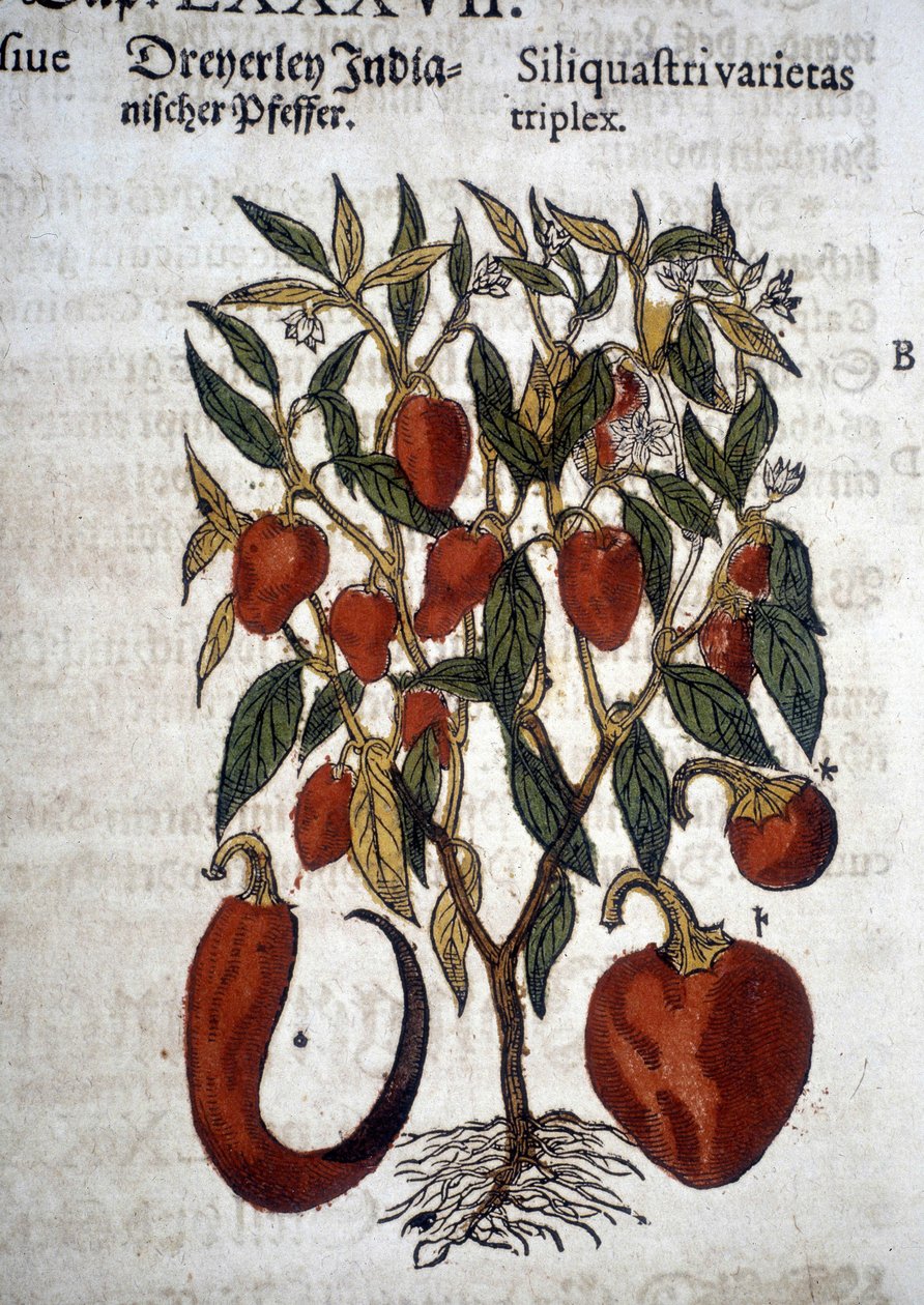 Paprika vagy Siliquaftri varietas triplex - "" Herbier Mattioliban"" alkotó: Pietro Andrea Mattioli