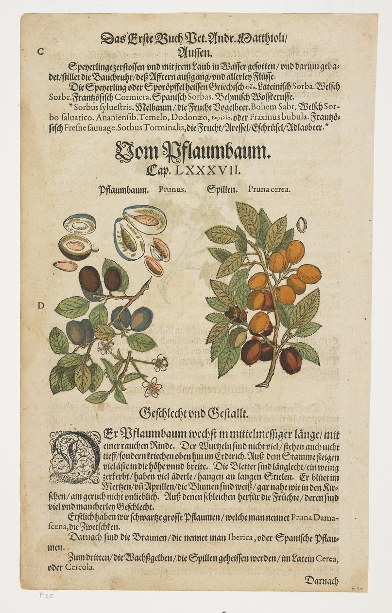 Aszalt szilva, Von Pflaumbaum, a Commentarii in Sex Libros Pedacii Dioscoridis című könyvből. alkotó: Pietro Andrea Mattioli