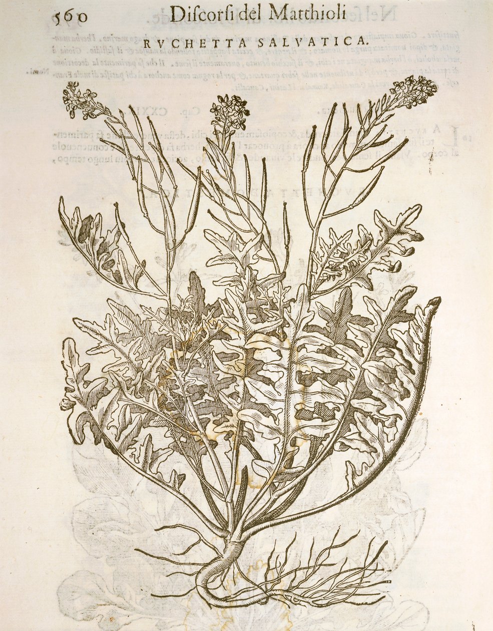 Rakéta vagy rukkola (Eruca sativa), Pier Andrea Mattioli metszet alkotó: Pietro Andrea Mattioli