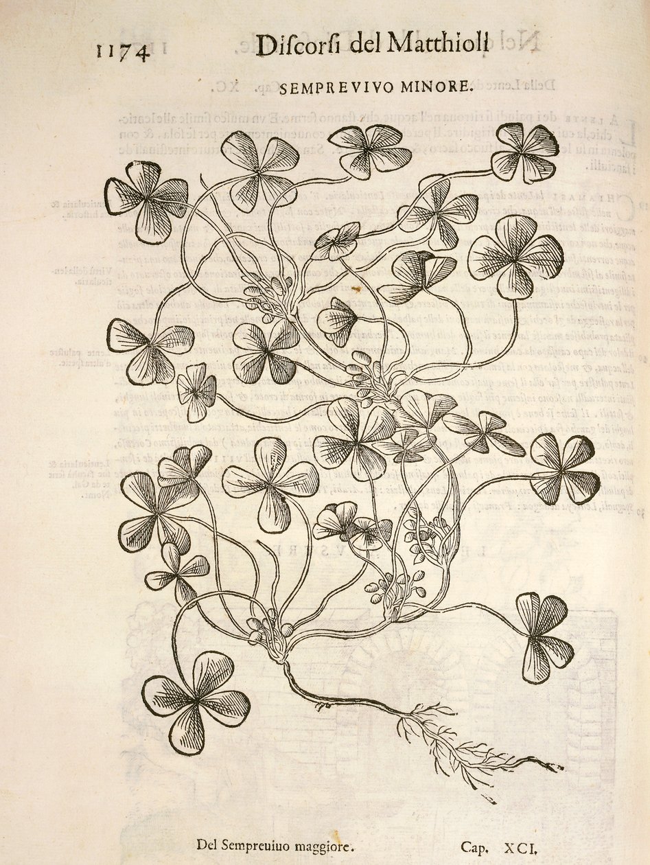 Sempervivum (Kis póréhagyma), Pier Andrea Mattioli metszete alkotó: Pietro Andrea Mattioli