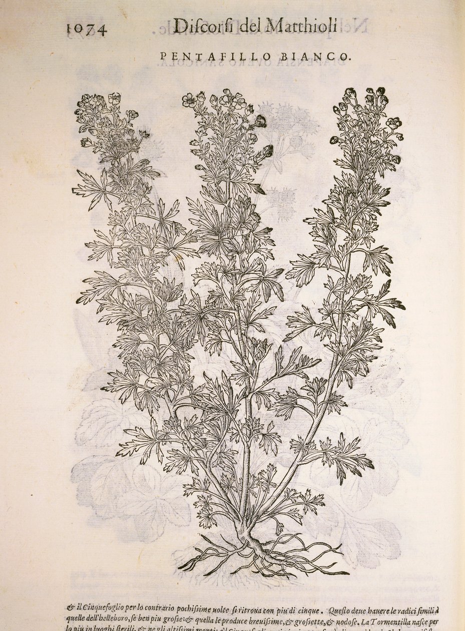 Ezüstfű (Potentilla alba), Pier Andrea Mattioli metszete alkotó: Pietro Andrea Mattioli