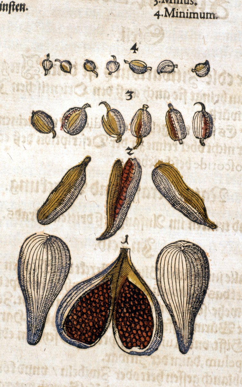 A kardamom. Metszet - a „” Kreutterbuch dess magasan tanult és jól ismert Mr. D. Petri Andreae Matthioli”-ban, Pietro Andrea Mattioli (Matthiole) (1500-1577). Frankfurt alkotó: Pietro Andrea Mattioli