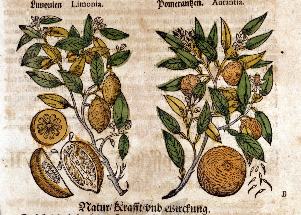 A citrusfélék. Narancs és citromfa. Metszet - a „” Kreutterbuch dess magasan tanult és jól ismert Mr. D. Petri Andreae Matthioli”-ban, Pietro Andrea Mattioli (Matthiole) (1500-1577). Frankfurt alkotó: Pietro Andrea Mattioli