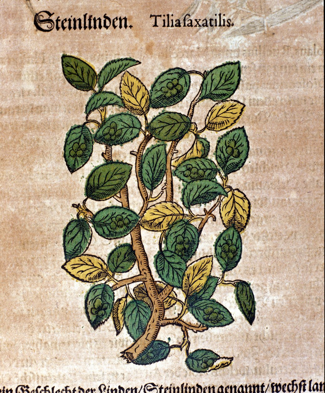 A hársfa. Metszet - „” Kreutterbuch Dess magasan tanult és jól ismert Mr. D. Petri Andreae Matthioli”-ban, Pietro Andrea Mattioli (Matthiole) (1500-1577). Frankfurt alkotó: Pietro Andrea Mattioli