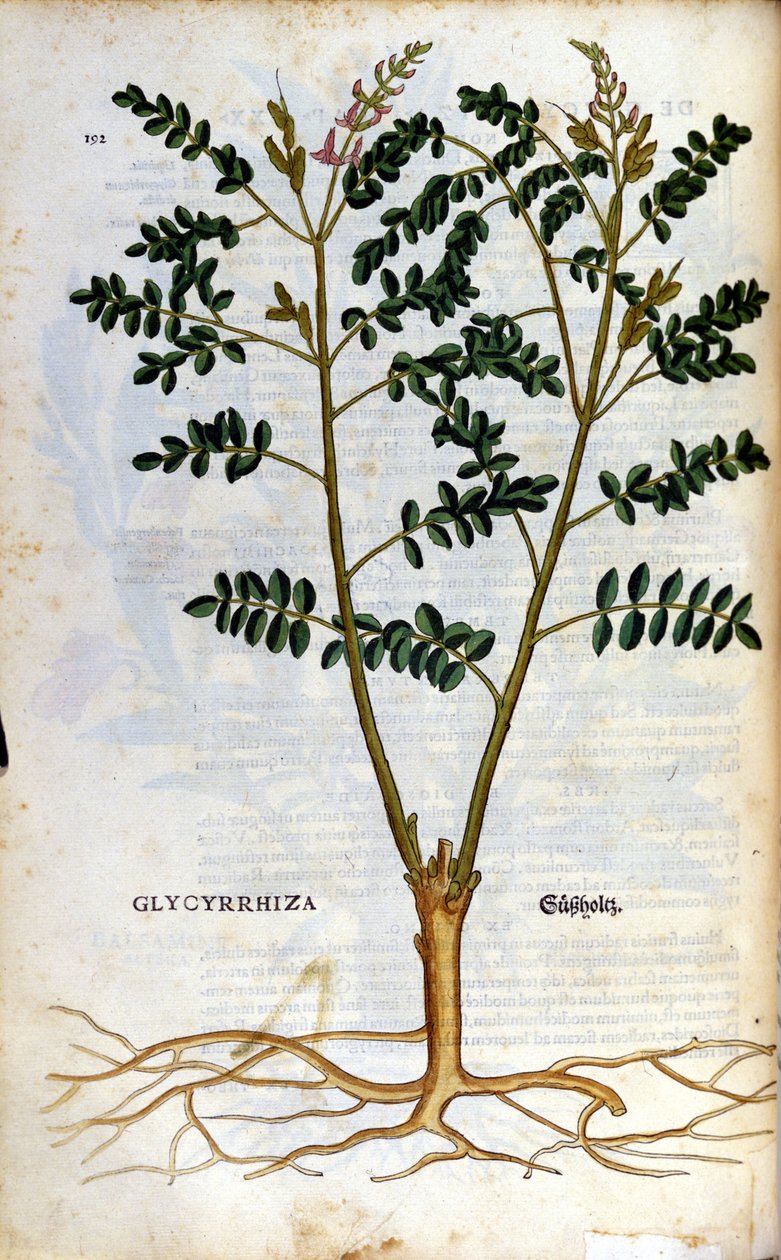 Az édesgyökér. Metszet - a „” Kreutterbuch dess magasan tanult és jól ismert Mr. D. Petri Andreae Matthioli”-ban, Pietro Andrea Mattioli (Matthiole) (1500-1577). Frankfurt alkotó: Pietro Andrea Mattioli