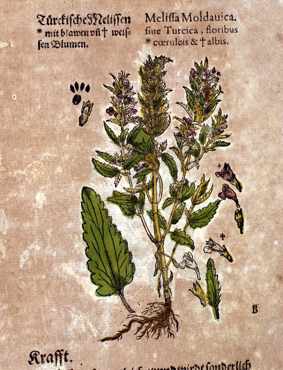 A melissa. Metszet - „” Kreutterbuch Dess magasan tanult és jól ismert Mr. D. Petri Andreae Matthioli”-ban, Pietro Andrea Mattioli (Matthiole) (1500-1577). Frankfurt alkotó: Pietro Andrea Mattioli