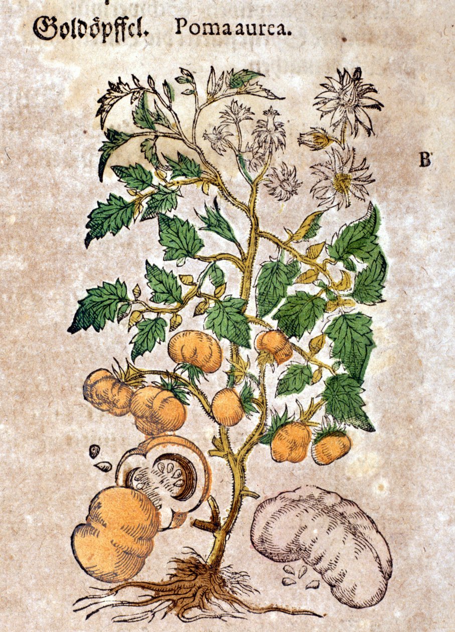 paradicsom Metszet - „” Kreutterbuch Dess magasan tanult és jól ismert Mr. D. Petri Andreae Matthioli”-ban, Pietro Andrea Mattioli (Matthiole) (1500-1577). Frankfurt alkotó: Pietro Andrea Mattioli