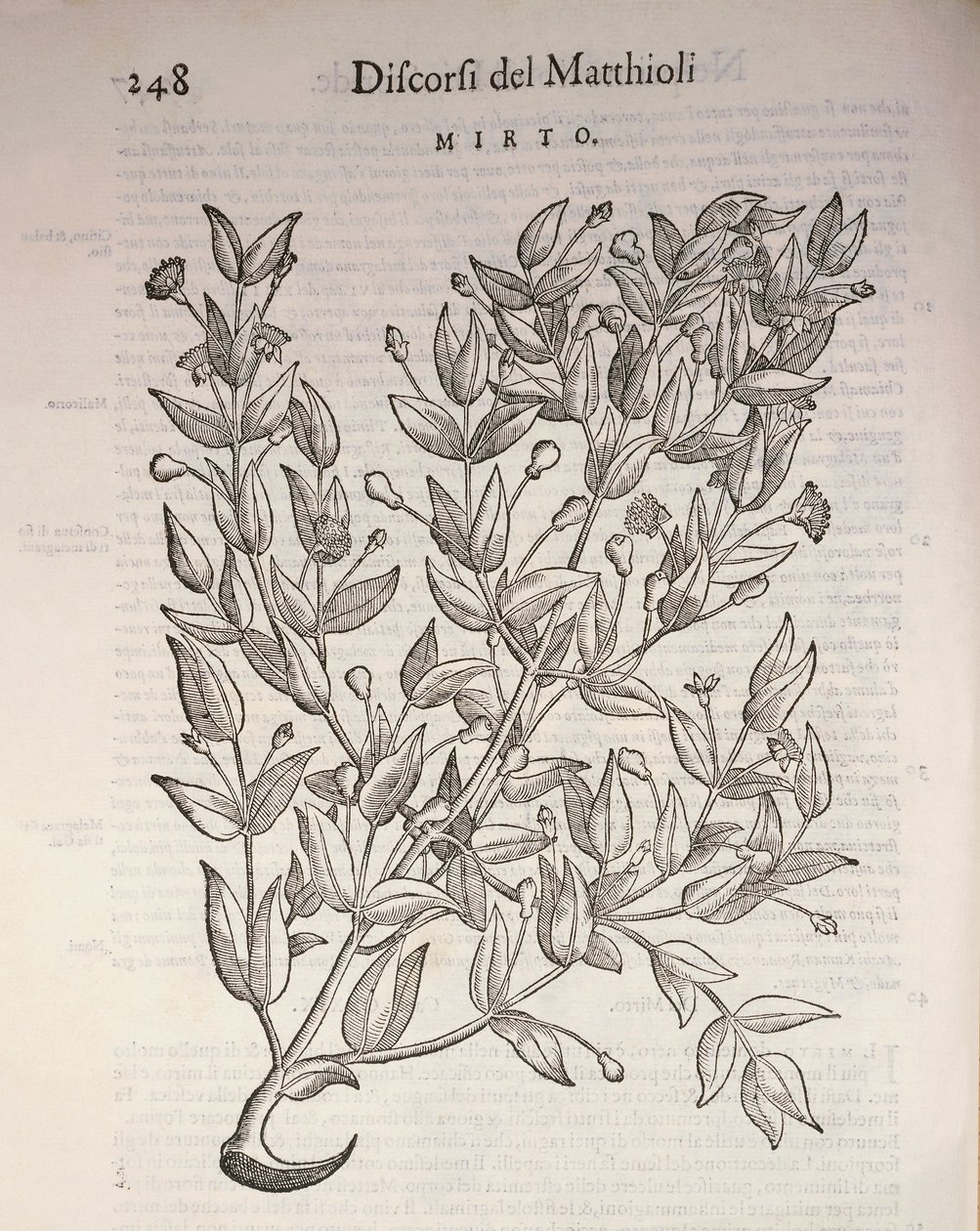 Igazi mirtusz (Myrtus communis), Pier Andrea Mattioli metszete alkotó: Pietro Andrea Mattioli
