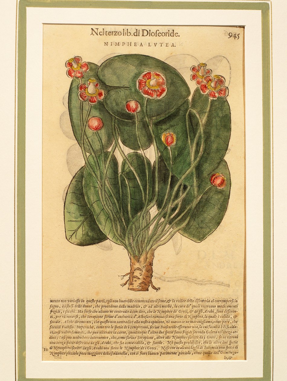 Sárga tavirózsa (Nymphaea lutea), színes metszet alkotó: Pietro Andrea Mattioli