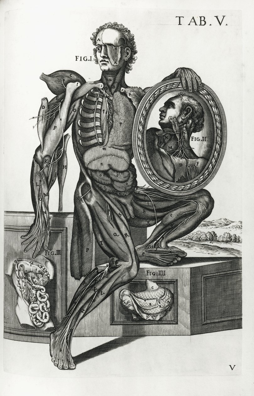 V. tábla az „Anatómiai táblázatokból” alkotó: Pietro da Cortona