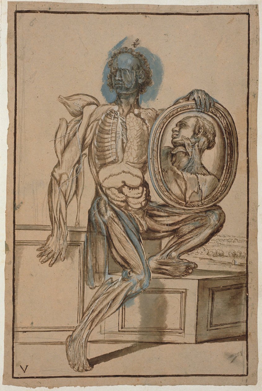Ms Hunter 653 V. tábla anatómiai rajz, 1610 körül (ceruza és kréta papíron) alkotó: Pietro da Cortona