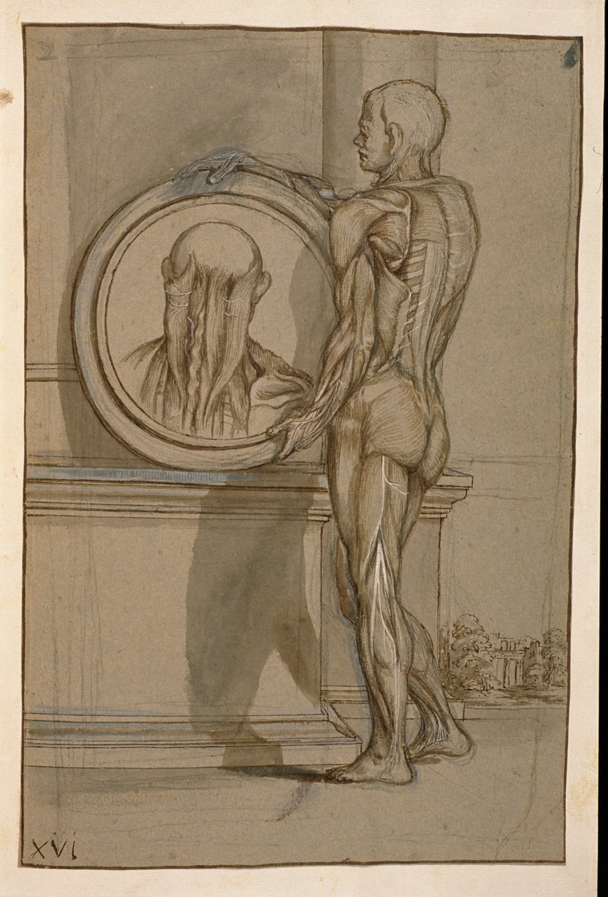 Ms Hunter 653 XVI. tábla, Anatómiai rajz, 1610 körül (ceruza és kréta papíron) alkotó: Pietro da Cortona