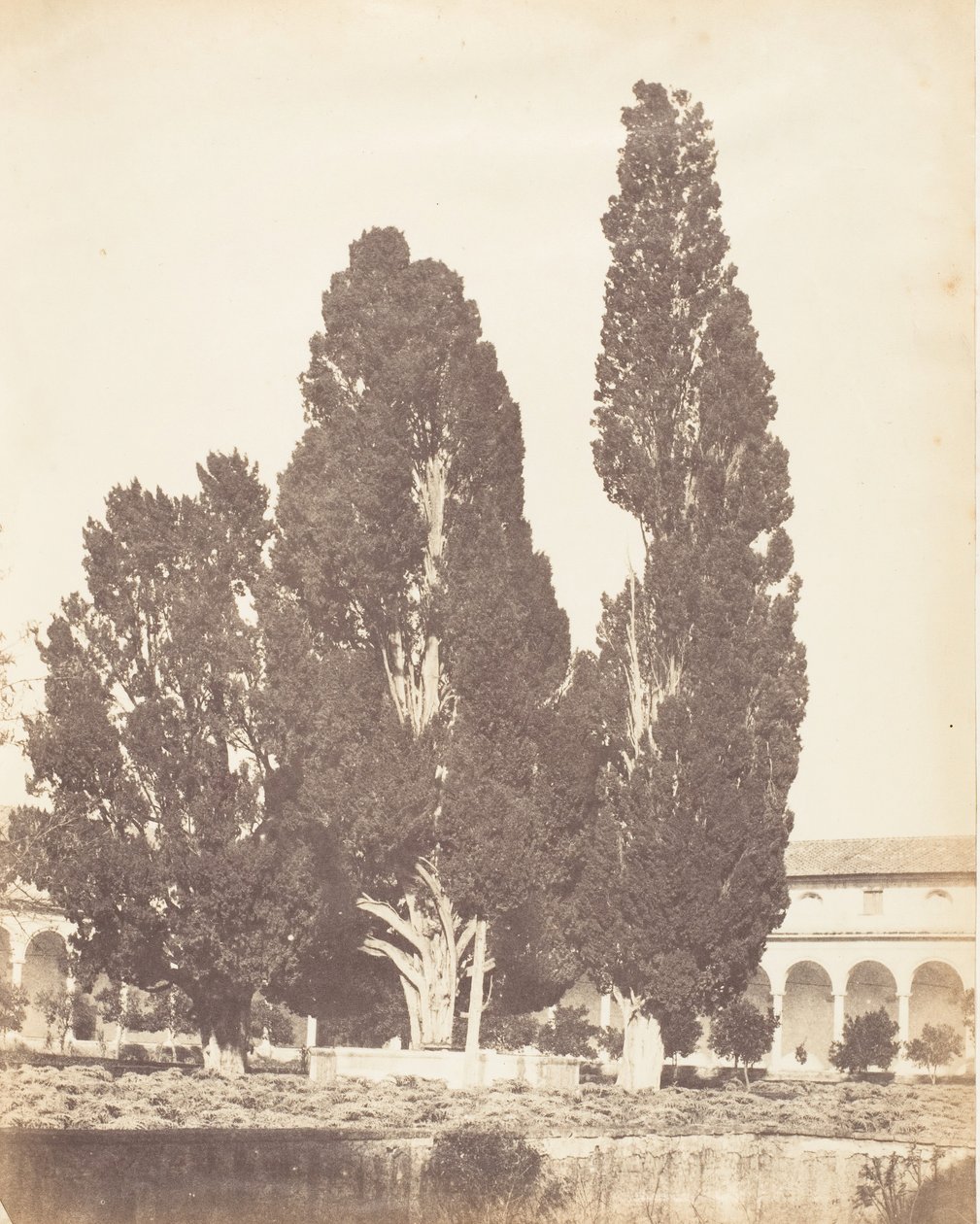 Régi ciprusfák a karthauzi kolostorban, Rómában, 1853-56. alkotó: Possibly by Jane Martha St. John.