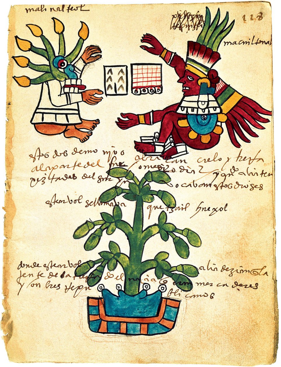 Kakaófa a Tudela-kódexből, 1553 alkotó: Pre Columbian art