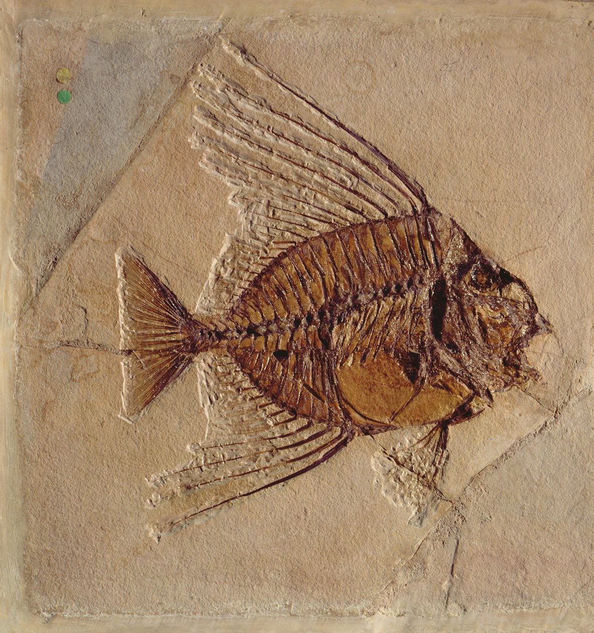 Hal (kövület) alkotó: Prehistoric