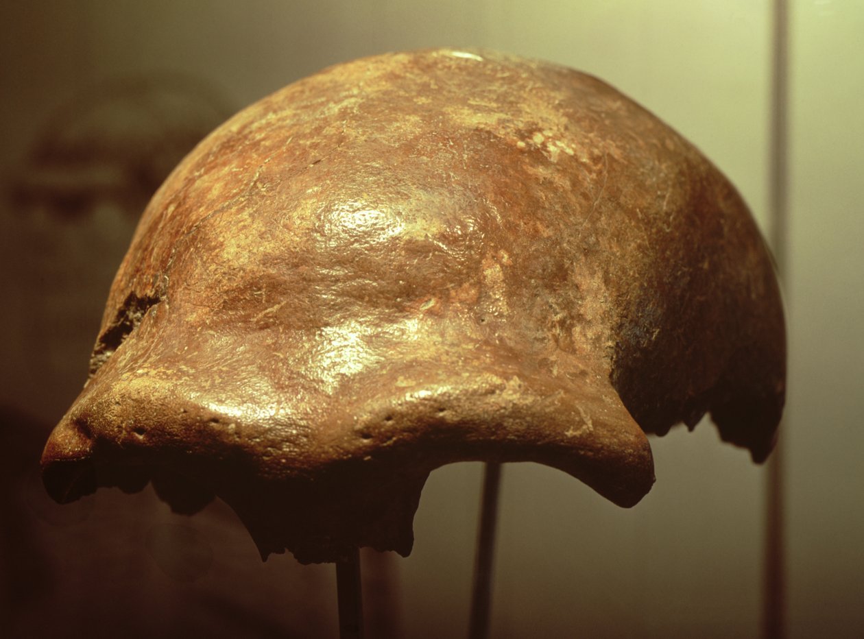 Neandervölgyi koponya (csont) alkotó: Prehistoric