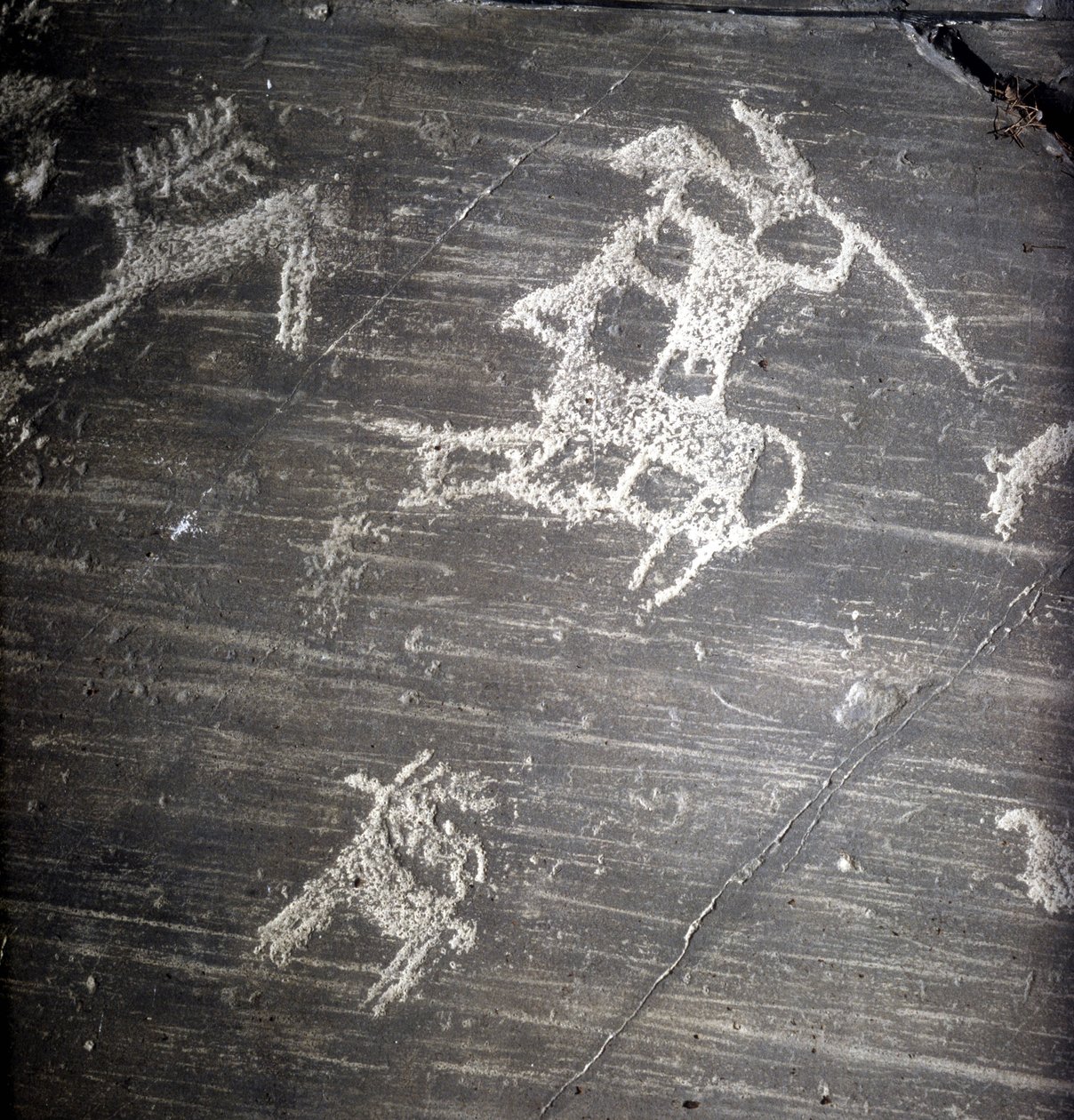 Camunni civilizáció, őstörténet, sziklaművészet: sírkő, vadászokat és szarvasokat ábrázol. Rocher de Naquane, Valcamonica (Val Camonica) alkotó: Prehistoric Prehistoric