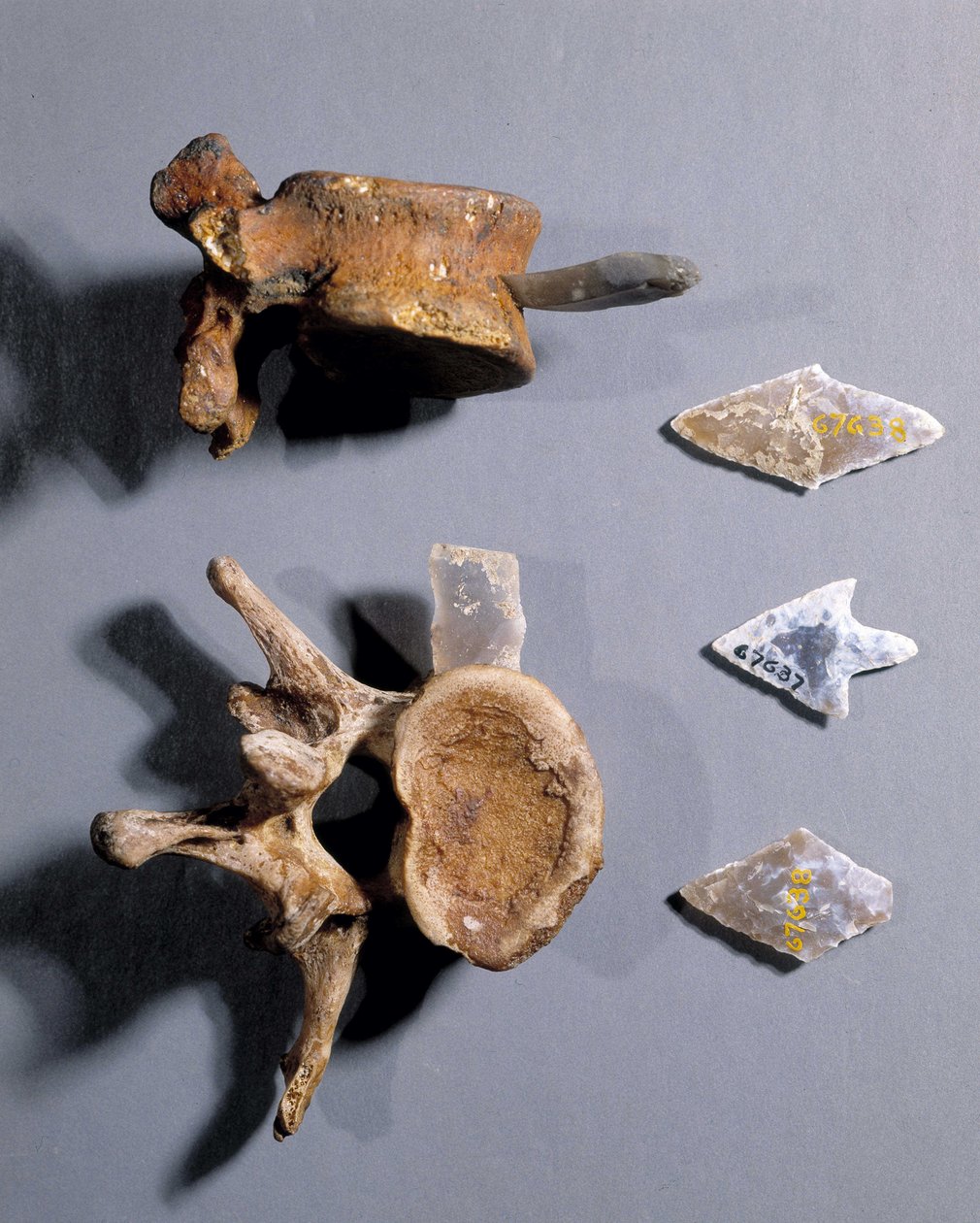 Tőkő őskori csonttal, Nemzeti Régiségek Múzeuma. alkotó: Prehistoric Prehistoric