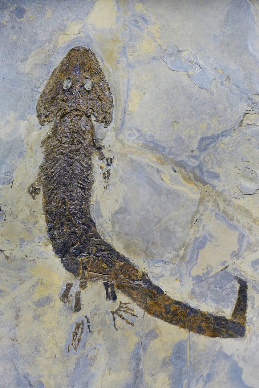 A Sclerocephalus sp, permi kétéltű fosszilis lábnyoma (objektum) alkotó: Prehistoric Prehistoric