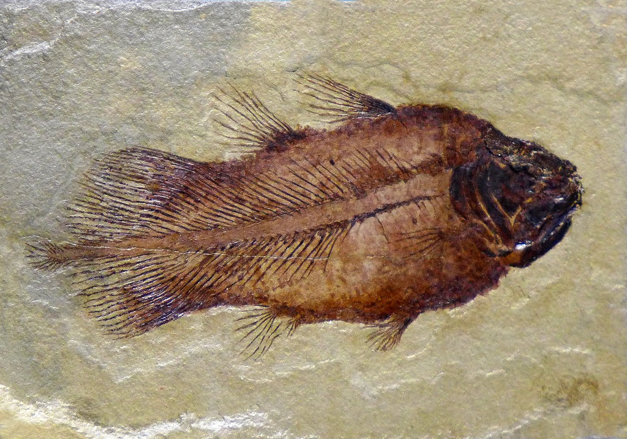 A karbon coelakant fosszilis lábnyoma (objektum) alkotó: Prehistoric Prehistoric