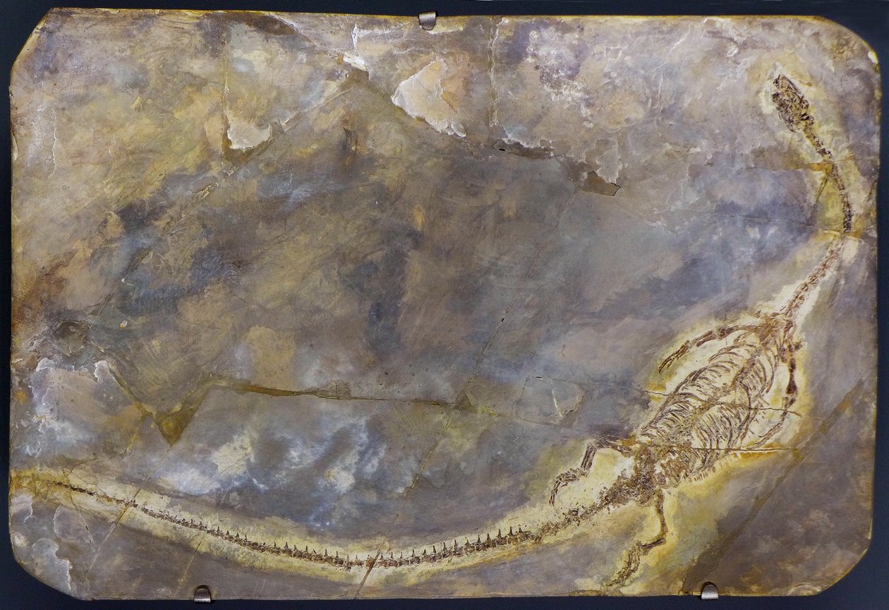 Hyphalosaurus lingyuanensis kövület (tétel) alkotó: Prehistoric Prehistoric