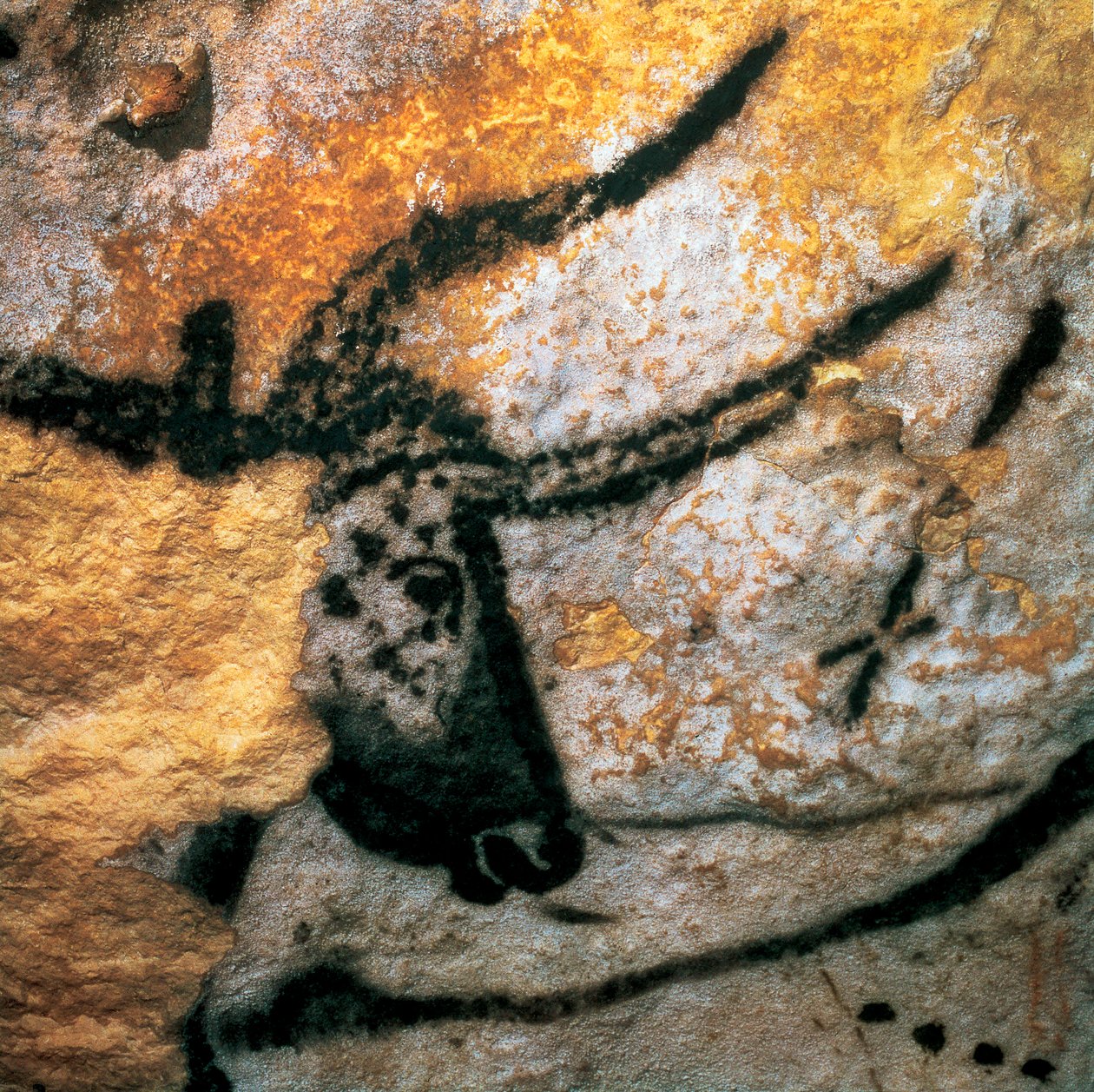 Aurochot ábrázoló parietális festmény (kihalt bovid), Bulls Room, Lascaux barlang, Montignac, Dordogne, Franciaország, paleolit Magdalén korszak (festmény) alkotó: Prehistoric Prehistoric