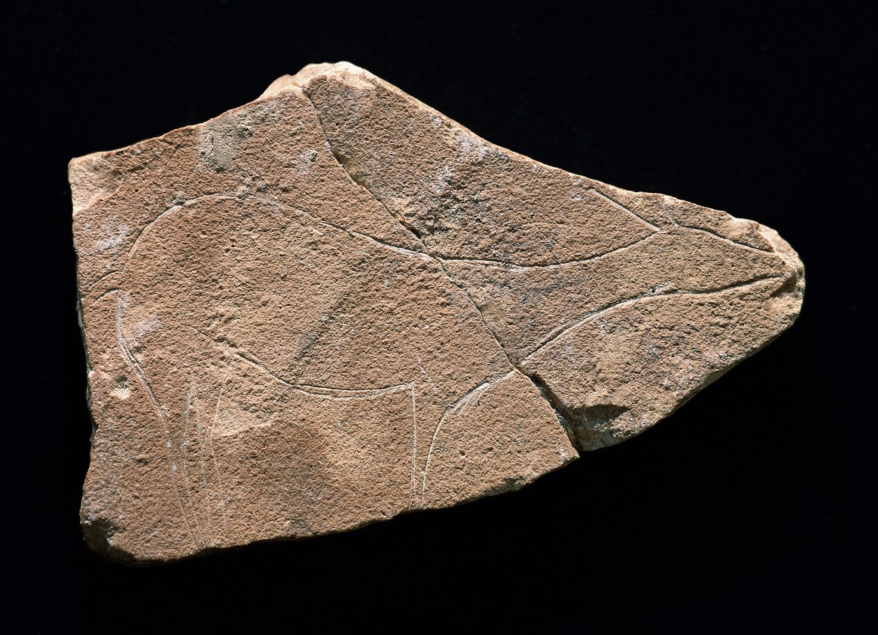 Szarvast ábrázoló petroglyf, Parpallo-barlang, Spanyolország. Felső paleolit, Solutreen (metszet) alkotó: Prehistoric Prehistoric