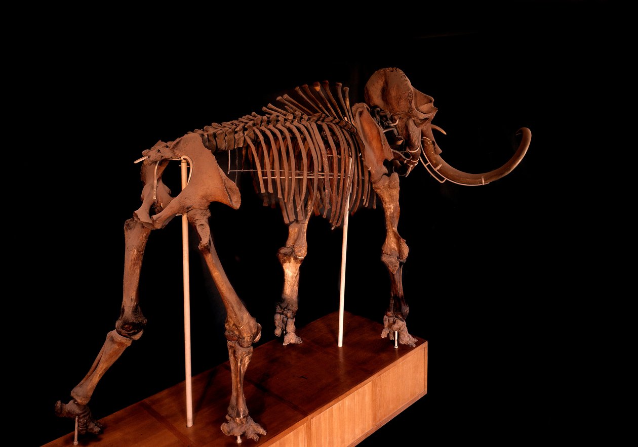Őstörténet, dinoszaurusz: mamutcsontváz, Párizs, Természettudományi Múzeum alkotó: Prehistoric Prehistoric