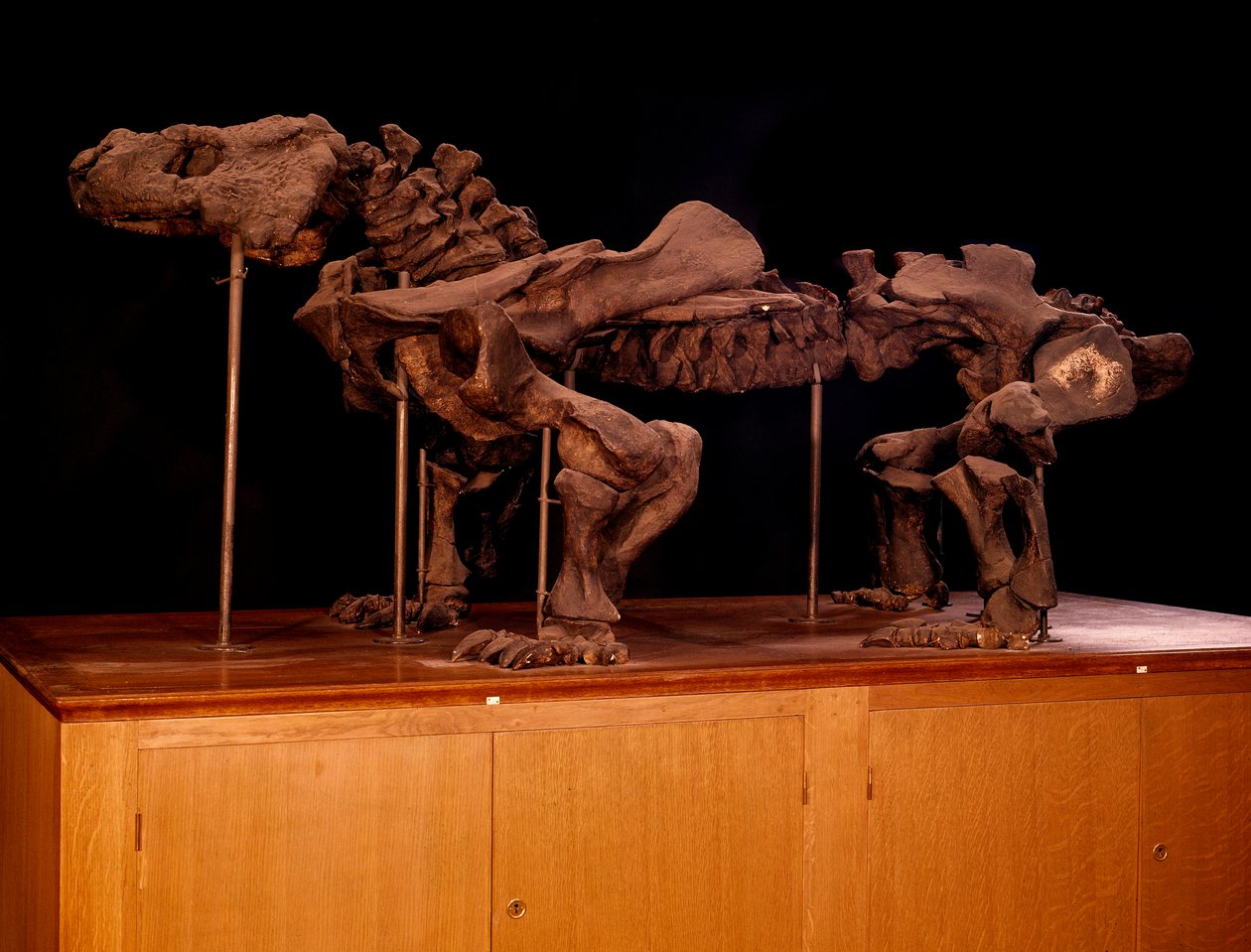Őskori; dinoszauruszok: az ichtioszaurusz csontváza. Párizs, Természettudományi Múzeum alkotó: Prehistoric Prehistoric