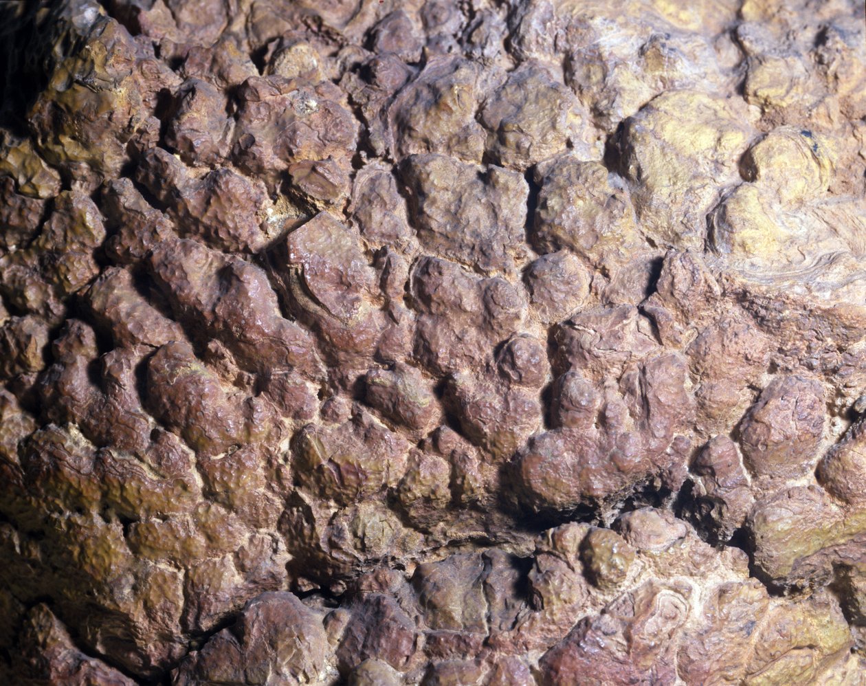 Őstörténet: Észak-Afrikából származó stromatolit vagy stromatolit Collenia kőzete. szilur korszak. alkotó: Prehistoric Prehistoric