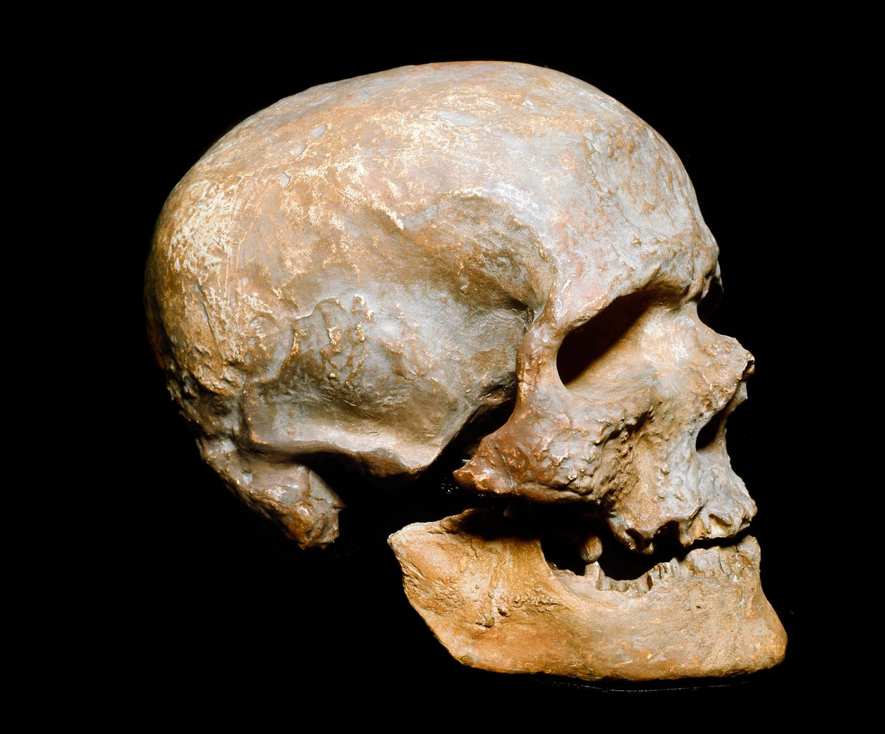 Őstörténet: Cro-magnon férfi fosszilis daru (vagy Cro magnon vagy Cromagnon), Homo sapiens. A szolutreai, felső paleolitikumból származik. Museo Civico di Storia Naturale, Milánó – Őstörténet: fosszilis Cro-Magnon koponya, Homo sapiens. A szolutreai felső  alkotó: Prehistoric Prehistoric