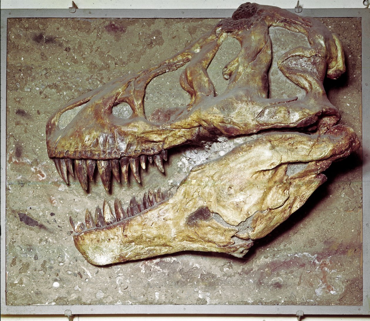 Őstörténet: Dinosaur koponya Tyrannosaurus rex (T Rex vagy tyrannosaurus). Kréta időszak. Museo Civico di Storia Naturale, Milánó alkotó: Prehistoric Prehistoric