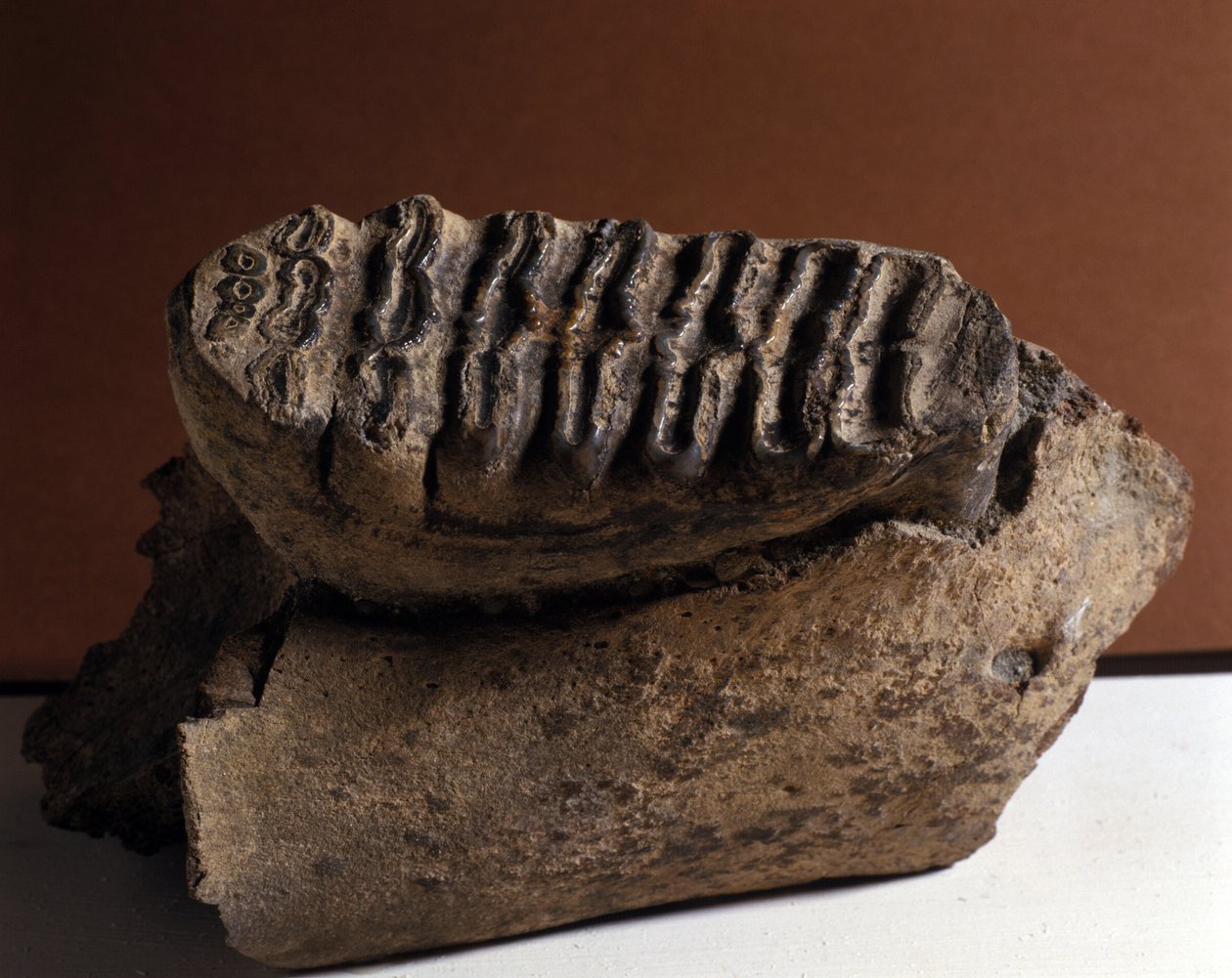 Őstörténet: Elefánt fog, hatalmas elefánt. A kainozoikum kora, a pliocén periódus. újra egyesült Manndorfban, Ausztriában alkotó: Prehistoric Prehistoric
