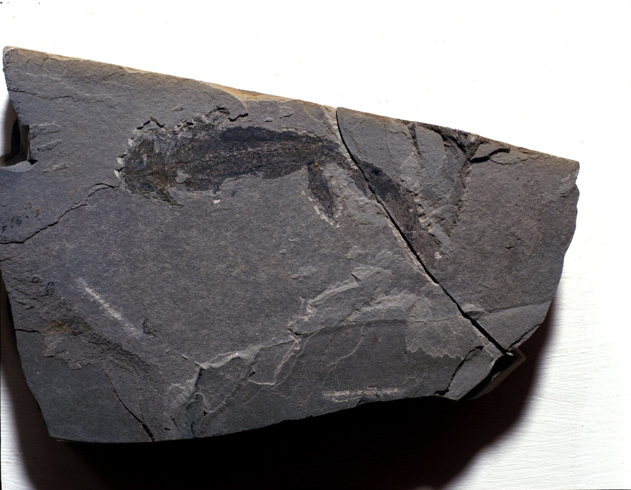 Őstörténet: perm kor, paleozoikum. Branchiosaurus (Brahiopode) kövület. Keresse Rotliegenben, Németországban alkotó: Prehistoric Prehistoric