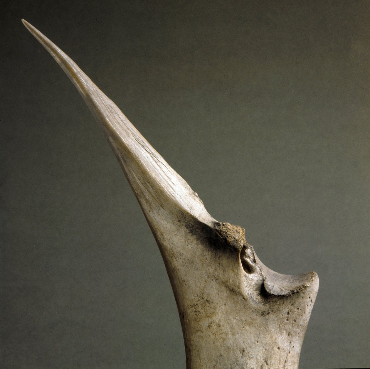 Őstörténet, Polada kultúra: csontok csúcsa a Polada Tourbiere-ből, Lonatoból. Bronzkor. Róma, Luigi Pigorini Nemzeti Őskori Néprajzi Múzeum alkotó: Prehistoric Prehistoric