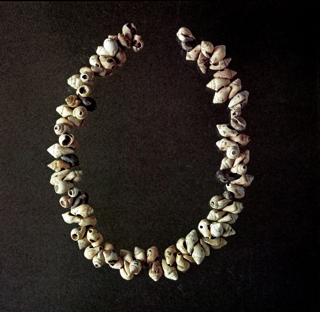 Őstörténet, kőkorszak: kagyló nyaklánc a Polesine-i barlangból, Venetie. Átlagos neolitikum. Róma, Luigi Pigorini Nemzeti Őskori Néprajzi Múzeum alkotó: Prehistoric Prehistoric