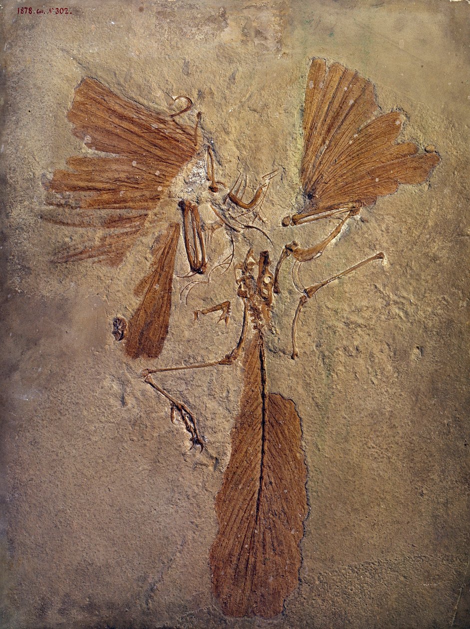 Őskori: archeopteryx-kövület, a madarak családjába tartozó őskori állat. Párizs, Természettudományi Múzeum alkotó: Prehistoric Prehistoric