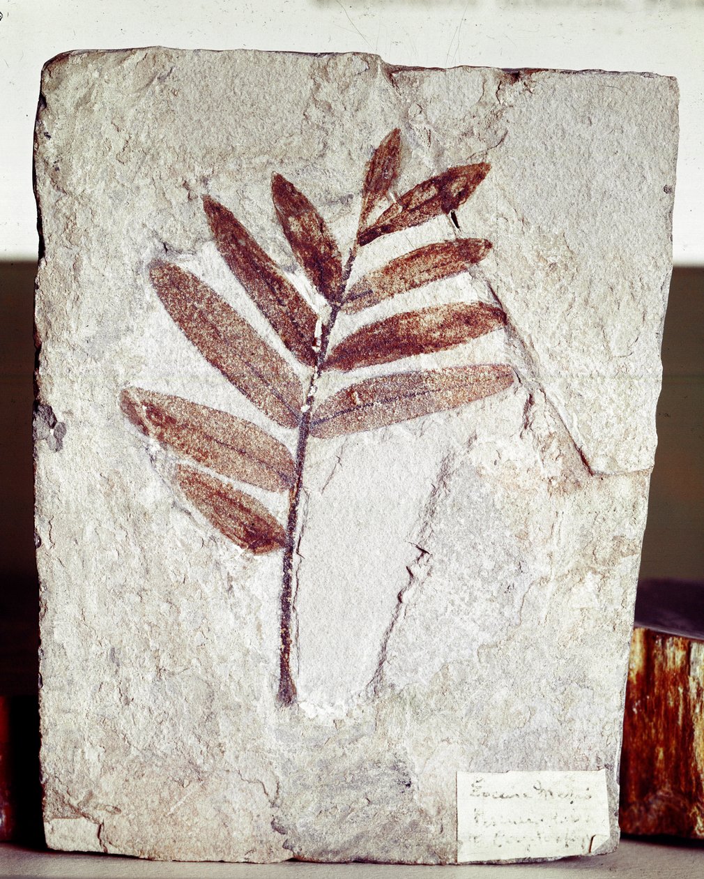Őstörténet: mészkőben található ágkövület a Bolca-hegy (Olaszország) helyéről. Eocén időszak. Museo Civico di Storia Naturale, Milánó alkotó: Prehistoric Prehistoric