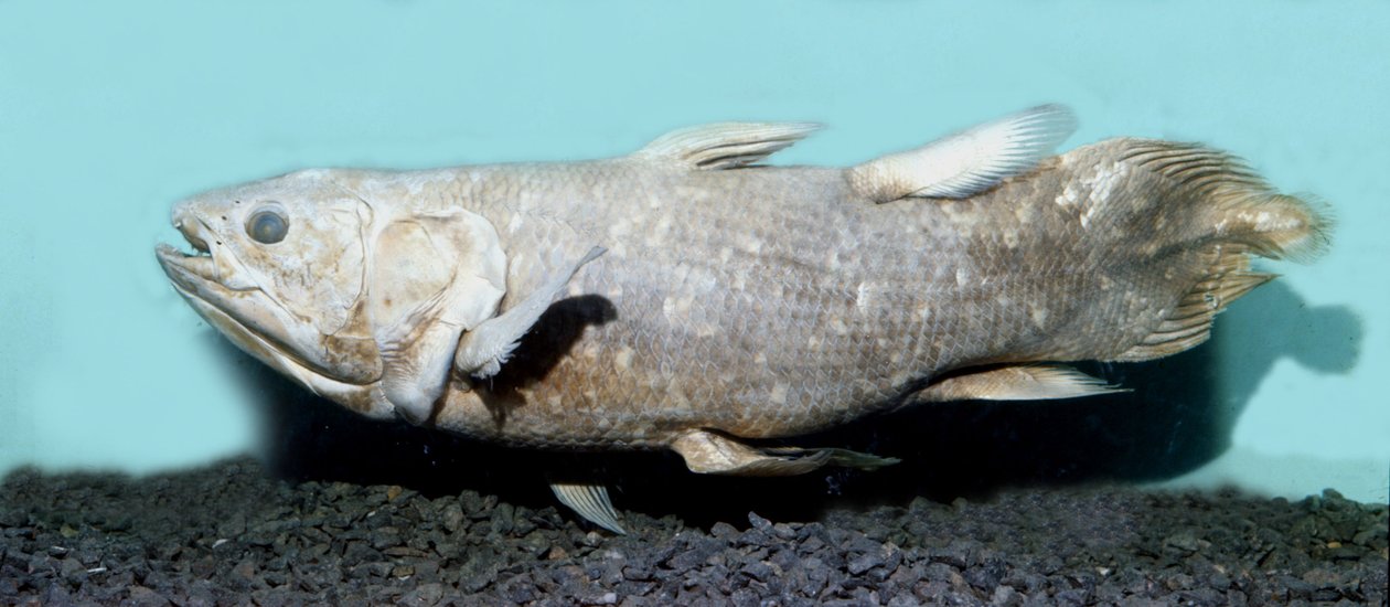Őstörténet: coelacanthe empaille (Latimeria chalumnae) másolata. alkotó: Prehistoric Prehistoric