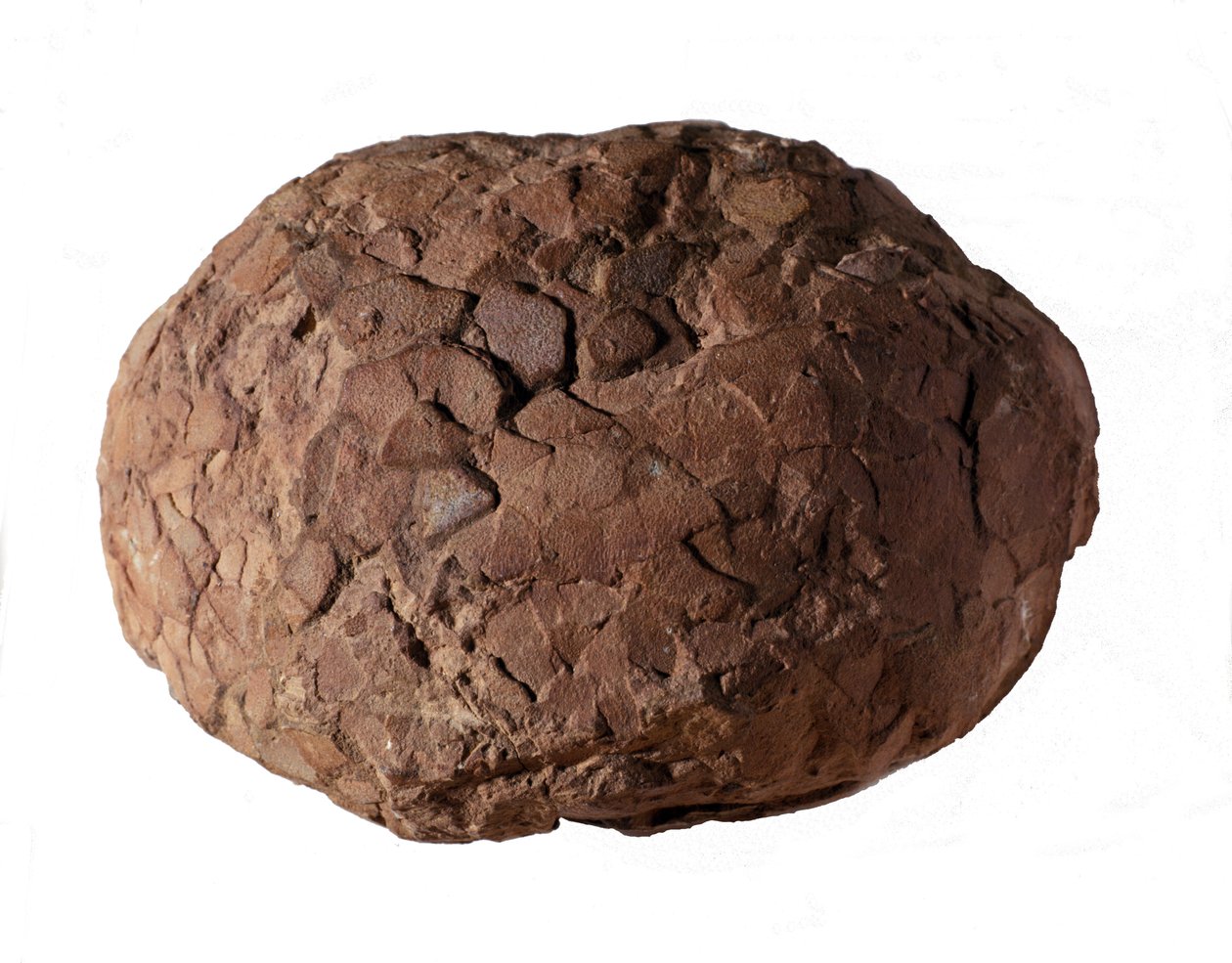 Őstörténet: dinoszaurusz tojást találtak Provence-ban. Mezozoikum korszak, jura időszak. alkotó: Prehistoric Prehistoric
