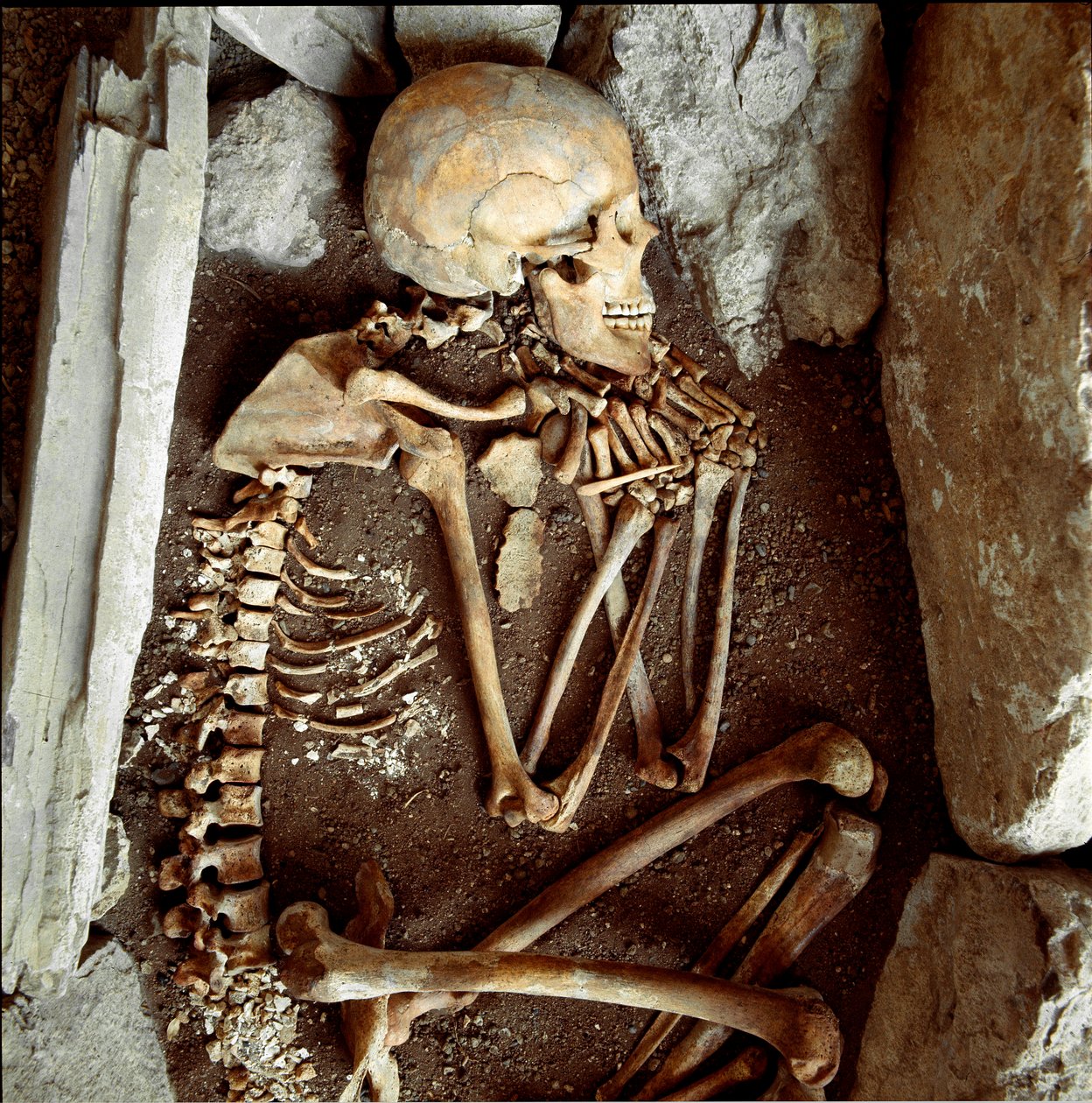 Őstörténet: női csontváz a Candide Arene (Finale Ligure) barlangjából. Kőkorszak, neolitikum. Genes, Museo di Archeologia Ligure alkotó: Prehistoric Prehistoric