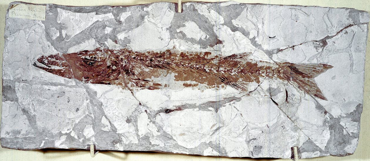 Őstörténet: Sphyraena Bolcensis halkövület a Bolca-hegy helyéről (Olaszország). Eocén időszak. Polgári Természettudományi Múzeum, Milánó alkotó: Prehistoric Prehistoric