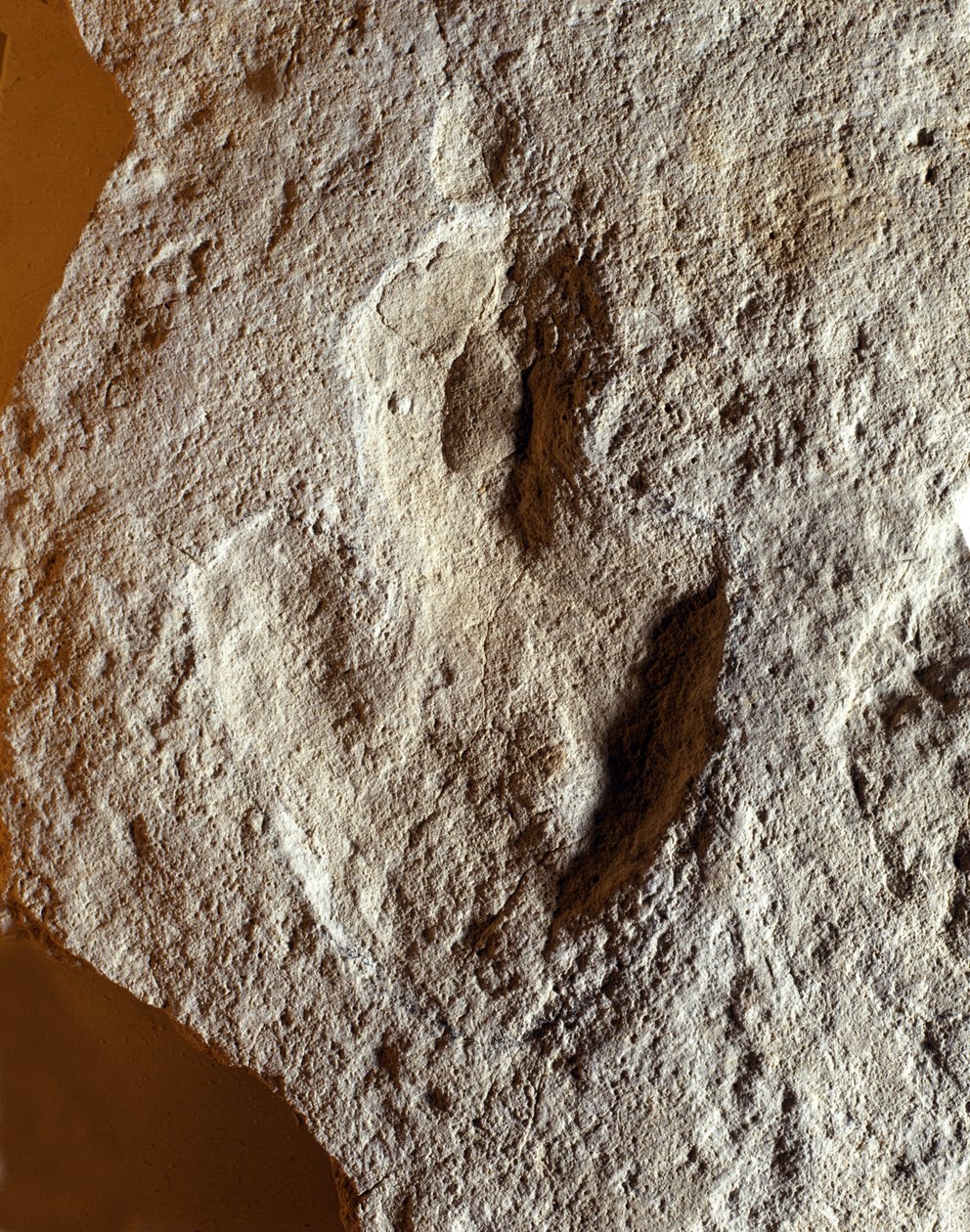 Őstörténet: dinoszaurusz fosszilis ujjlenyomata. Mezozoikum korszak, jura időszak. találtak a volt Jugoszláviában alkotó: Prehistoric Prehistoric