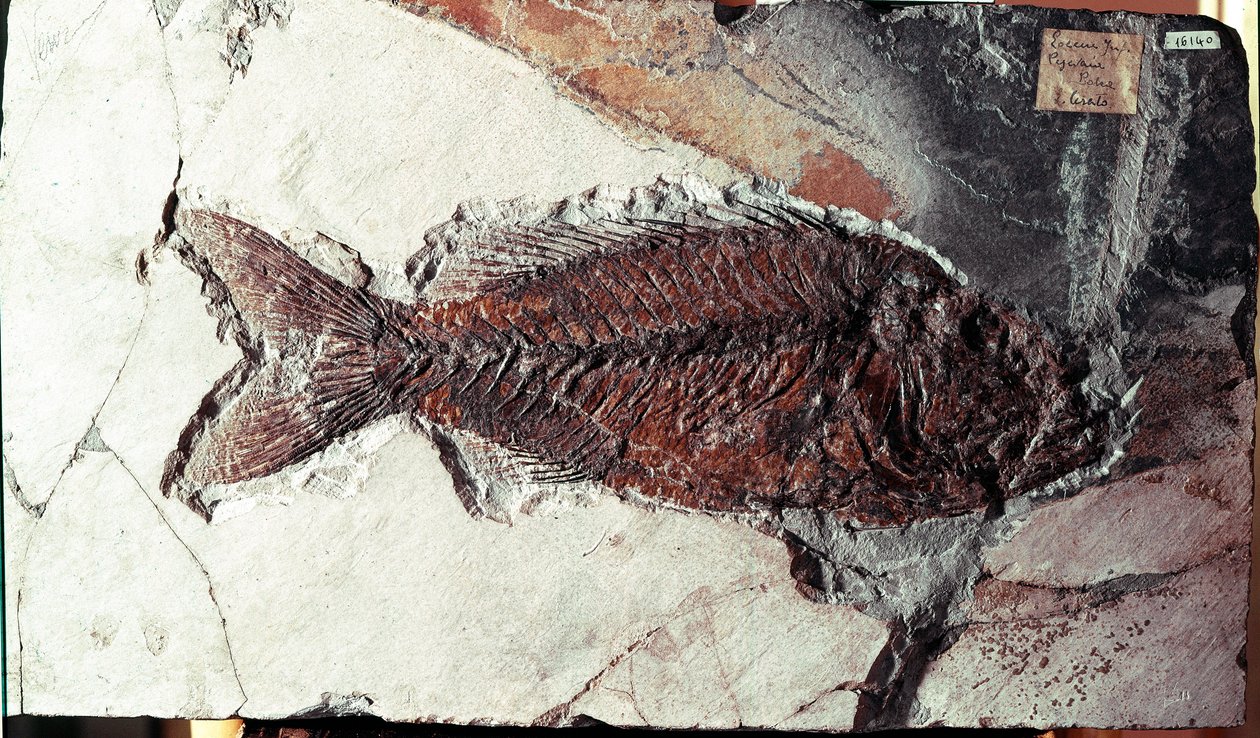 Őstörténet: a Sparnodus Elongatus hal kövülete a Bolca-hegy (Olaszország) helyéről. Eocén időszak. Museo Civico di Storia Naturale, Milánó alkotó: Prehistoric Prehistoric