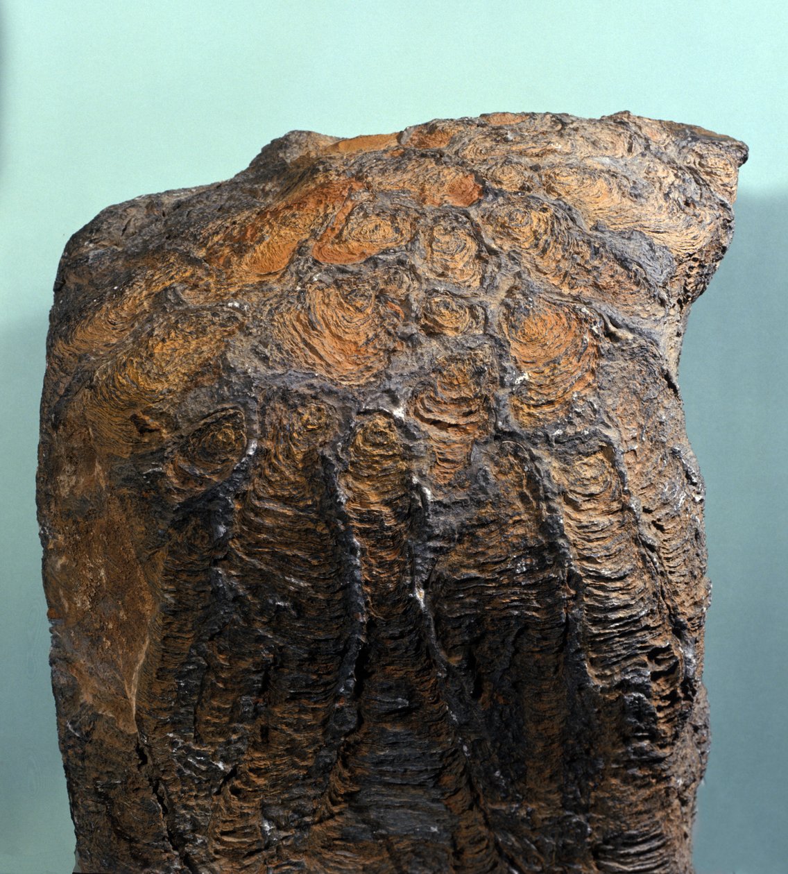 Őstörténet: Stromatolit (vagy stromatolit) kövülete, tengeri kőzet, archeozoikum korszak. Mauritániában találták meg. alkotó: Prehistoric Prehistoric