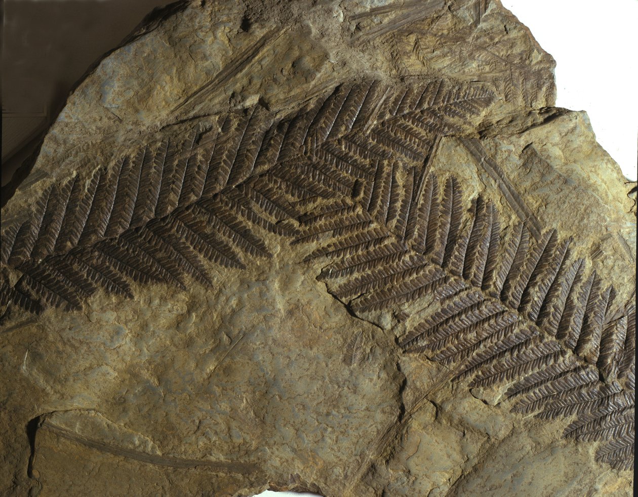 Őstörténet: a páfrányfélék családjába tartozó neuropteris kövülete. A paleozoikum korszaka, a karbon korszak. leletek az ausztriai Villachban alkotó: Prehistoric Prehistoric