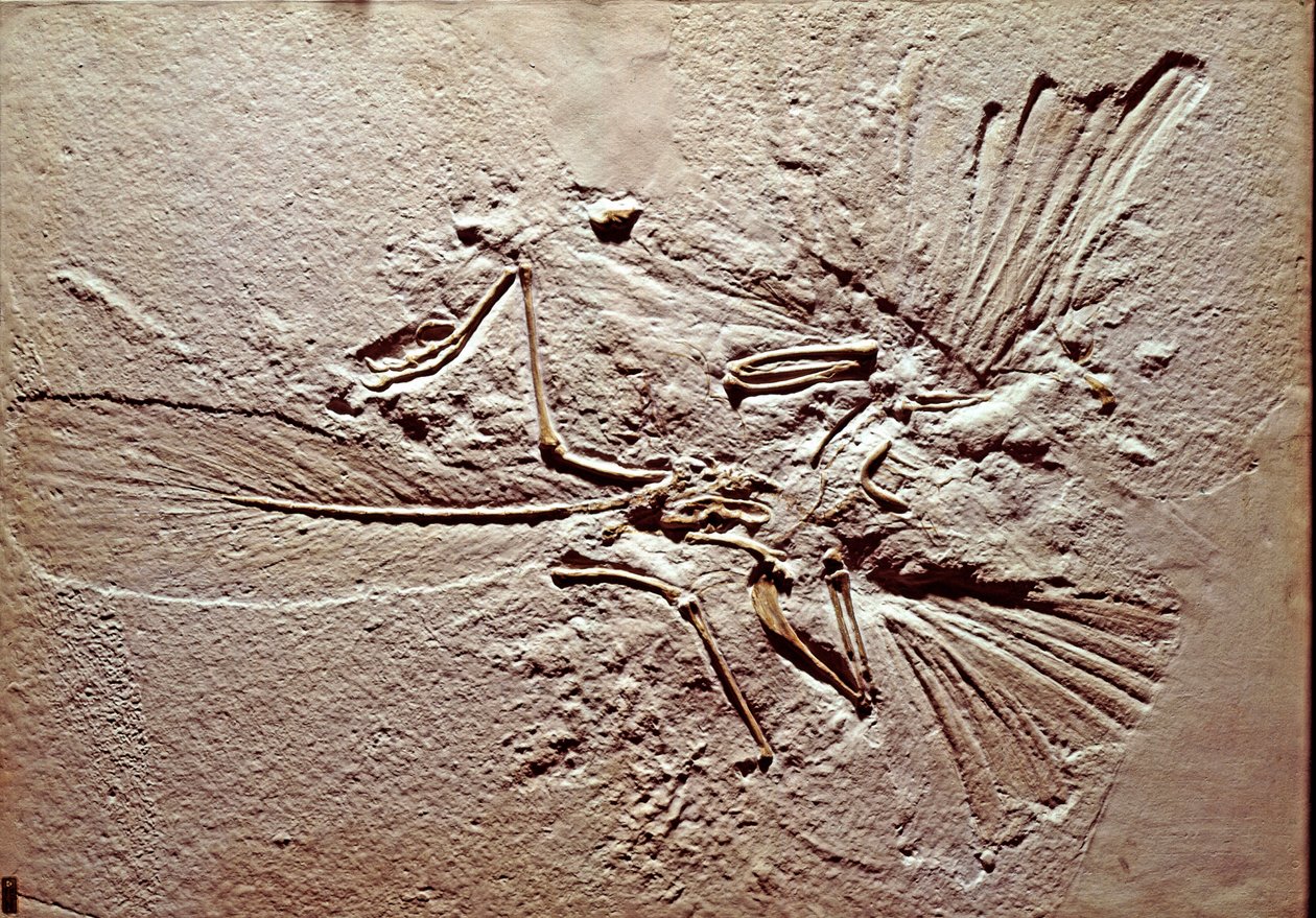 Őstörténet: az Archeopteryx (archeopteryx) Lithographica madár kövülete Solnhofen (Németország) lelőhelyéről. Superior Jurassic. Museo Civico di Storia Naturale, Milánó alkotó: Prehistoric Prehistoric