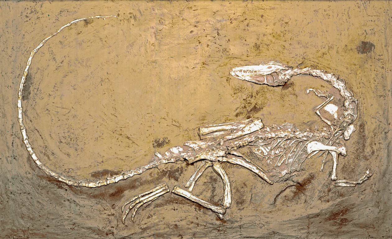 Őstörténet: a Coelophysis dinoszaurusz kövülete. A felső-triász időszaka. Museo Civico di Storia Naturale, Milánó alkotó: Prehistoric Prehistoric