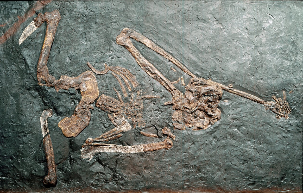 Őstörténet: a Bamboli-hegyről (Grosseto) származó nagy főemlős Oreopitheque (Oreopithecus bambolii) kövülete. Miocén korszak. Polgári Természettudományi Múzeum, Milánó alkotó: Prehistoric Prehistoric